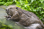 beaver