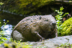 beaver