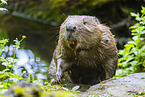 beaver