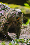 beaver