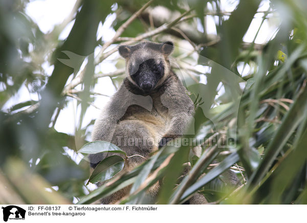 Bennett-Baumknguru / Bennett's tree-kangaroo / FF-08137