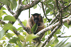 Bennett's tree-kangaroo