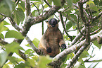 Bennett's tree-kangaroo