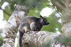 Bennett's tree-kangaroo