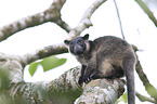 Bennett's tree-kangaroo