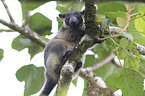 Bennett's tree-kangaroo