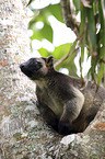 Bennett's tree-kangaroo
