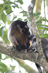 Bennett's tree-kangaroos