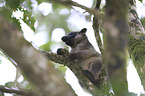 Bennett's tree-kangaroo
