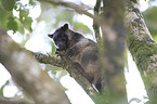 Bennett's tree-kangaroo