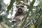 Bennett's tree-kangaroo