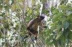 Bennett's tree-kangaroo