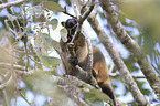 Bennett's tree-kangaroo