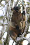 Bennett's tree-kangaroo