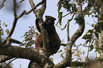 Bennett's tree-kangaroo