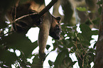 Bennett's tree-kangaroo