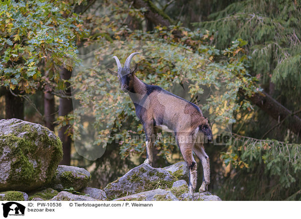 bezoar ibex / PW-10536