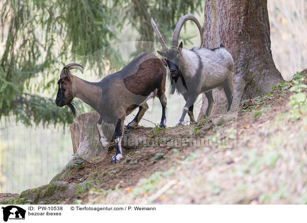 Bezoarziegen / bezoar ibexes / PW-10538