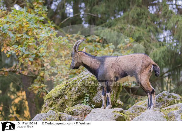 Bezoarziege / bezoar ibex / PW-10544