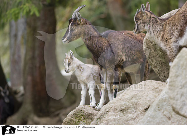 Bezoarziegen / bezoar ibexes / PW-12878