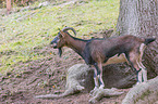 bezoar ibex