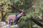 bezoar ibex