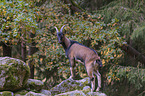 bezoar ibex