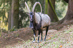 bezoar ibex