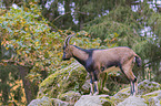 bezoar ibex