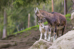 bezoar ibexes