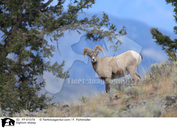 Dickhornschaf / bighorn sheep / FF-01078