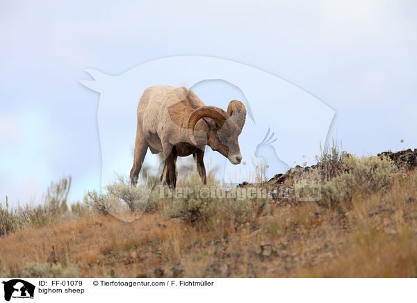 Dickhornschaf / bighorn sheep / FF-01079
