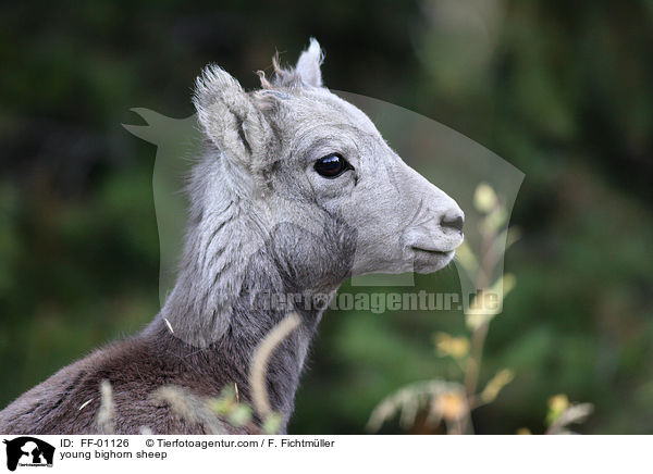 junges Dickhornschaf / young bighorn sheep / FF-01126