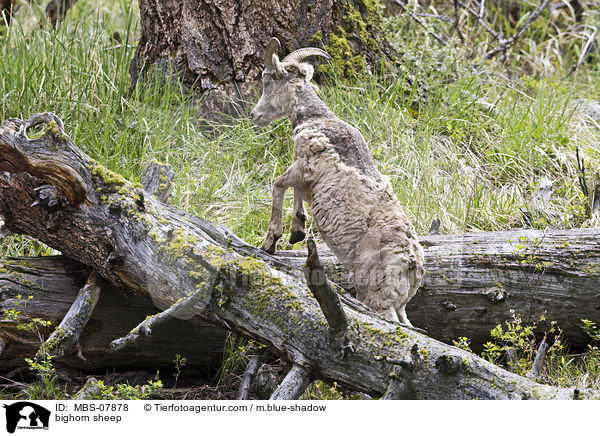 Dickhornschaf / bighorn sheep / MBS-07878