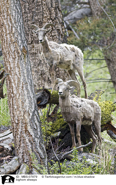 bighorn sheeps / MBS-07879