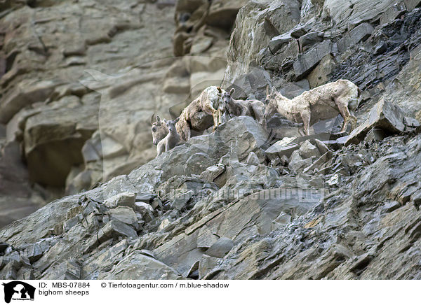 Dickhornschafe / bighorn sheeps / MBS-07884