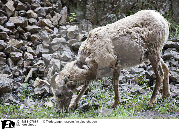 bighorn sheep / MBS-07887