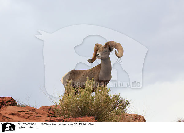 bighorn sheep / FF-02851