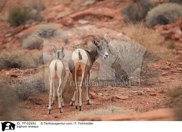 bighorn sheeps / FF-02852