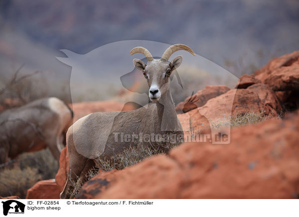 Dickhornschaf / bighorn sheep / FF-02854