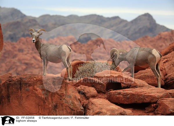 bighorn sheeps / FF-02858