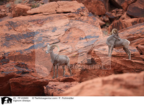 bighorn sheeps / FF-02860