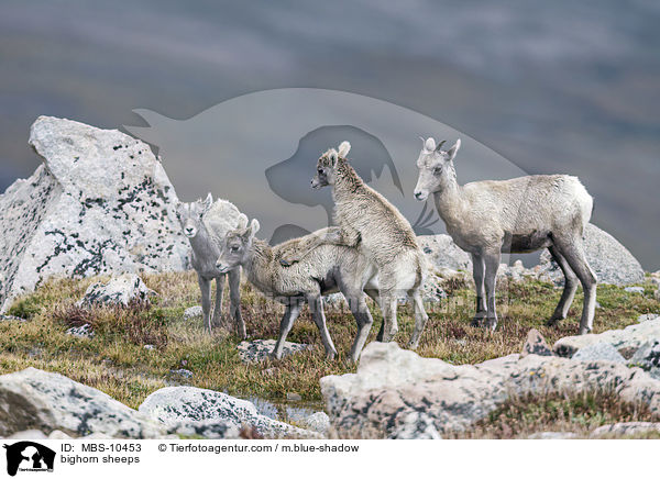 bighorn sheeps / MBS-10453