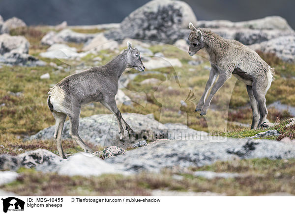 bighorn sheeps / MBS-10455