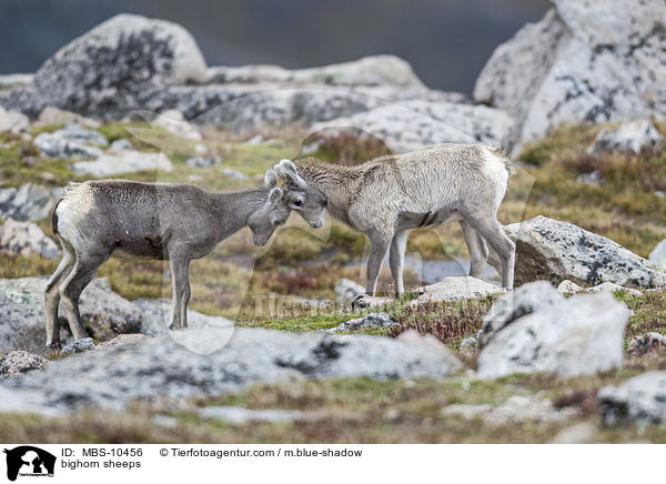 bighorn sheeps / MBS-10456