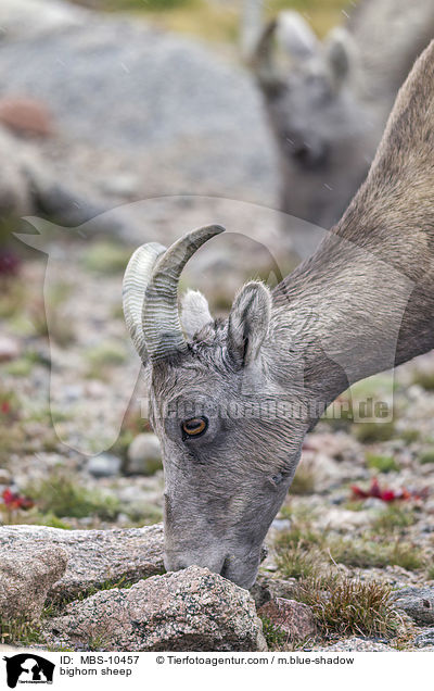 Dickhornschaf / bighorn sheep / MBS-10457