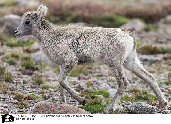 Dickhornschaf / bighorn sheep / MBS-10461
