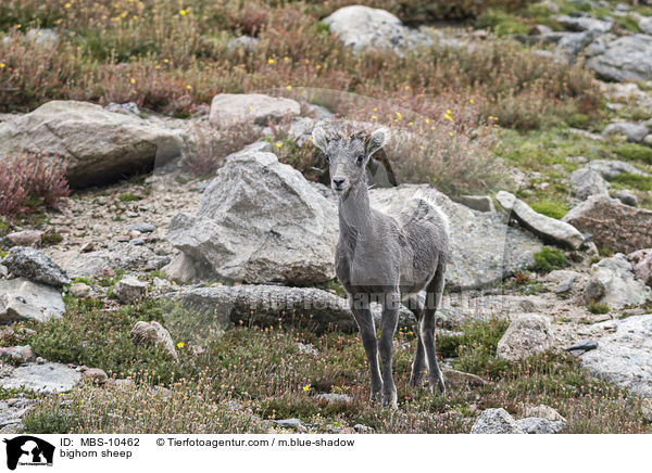 bighorn sheep / MBS-10462