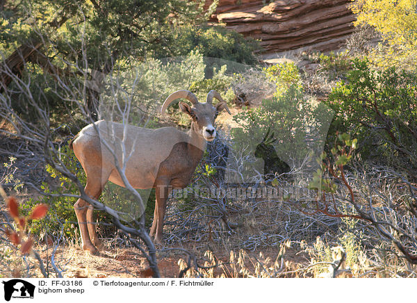 bighorn sheep / FF-03186