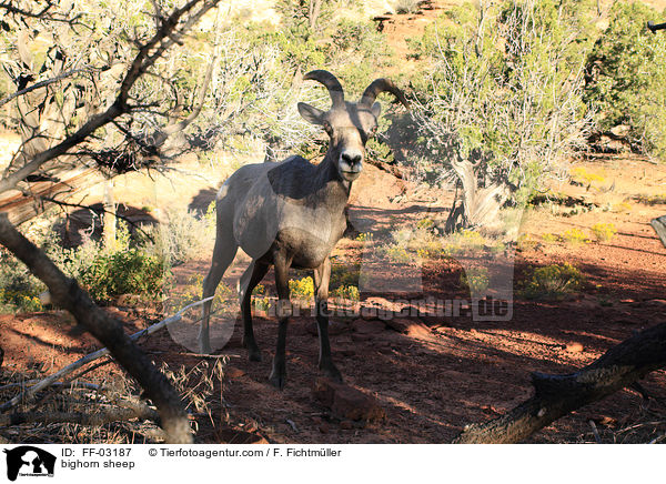 bighorn sheep / FF-03187